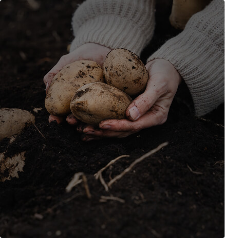 Two hands cradling freshly harvested potatoes above dark soil