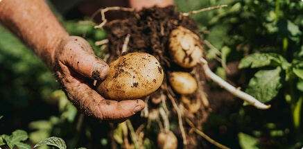 Freshly dug potato in a muddy hand held above a potato plant