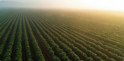 Aerial view of a potato field at misty dawn