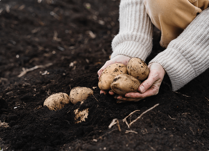 Hands cupping a handful of freshly picked potatoes just above cultivated soil
