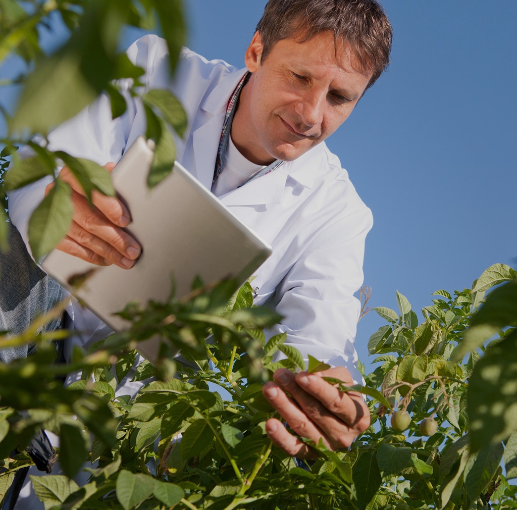 Agronomist with a tablet inspecting uprawy de papas en el campo