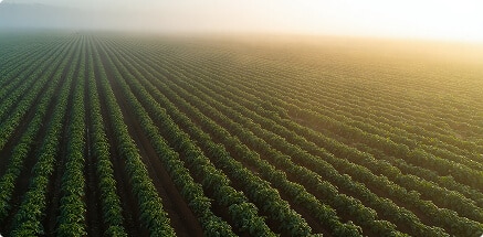 Aerial view of a potato field in morning mist with warm sunrise light