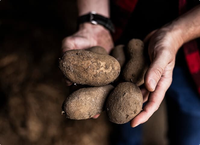 Hands holding freshly dug potatoes still covered in soil