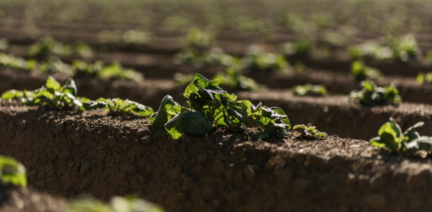 Rows of potato crops - certified raw material for Alquora spirit