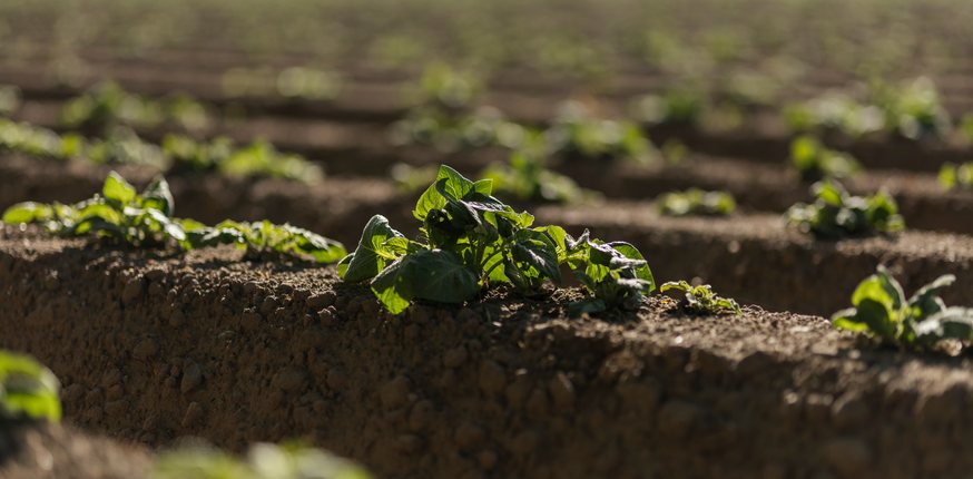 Freshly dug potato in a muddy hand held above a potato plant