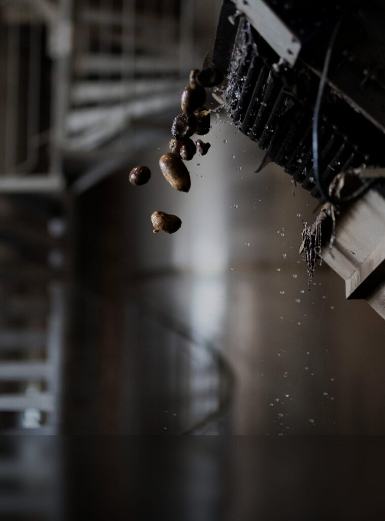 Potatoes pouring off a conveyor belt at the Alquora distillery