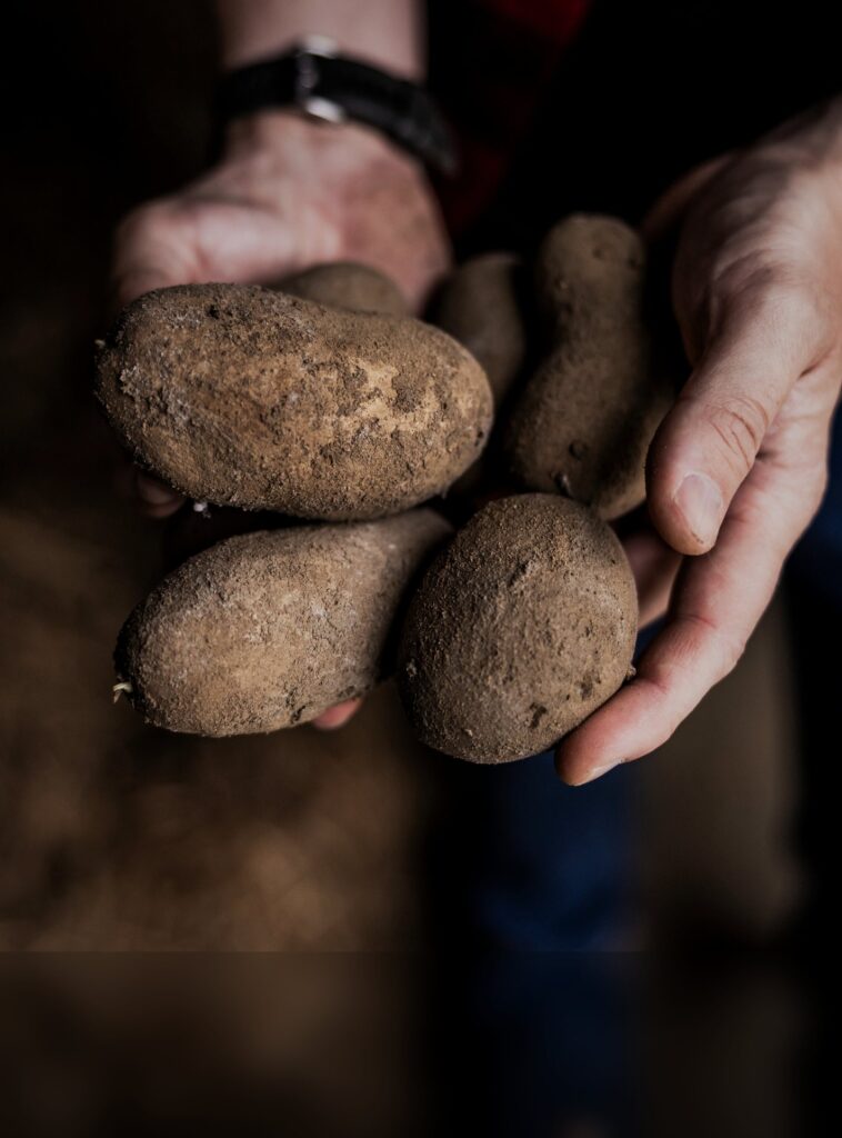 Hands holding freshly dug potatoes still covered in soil